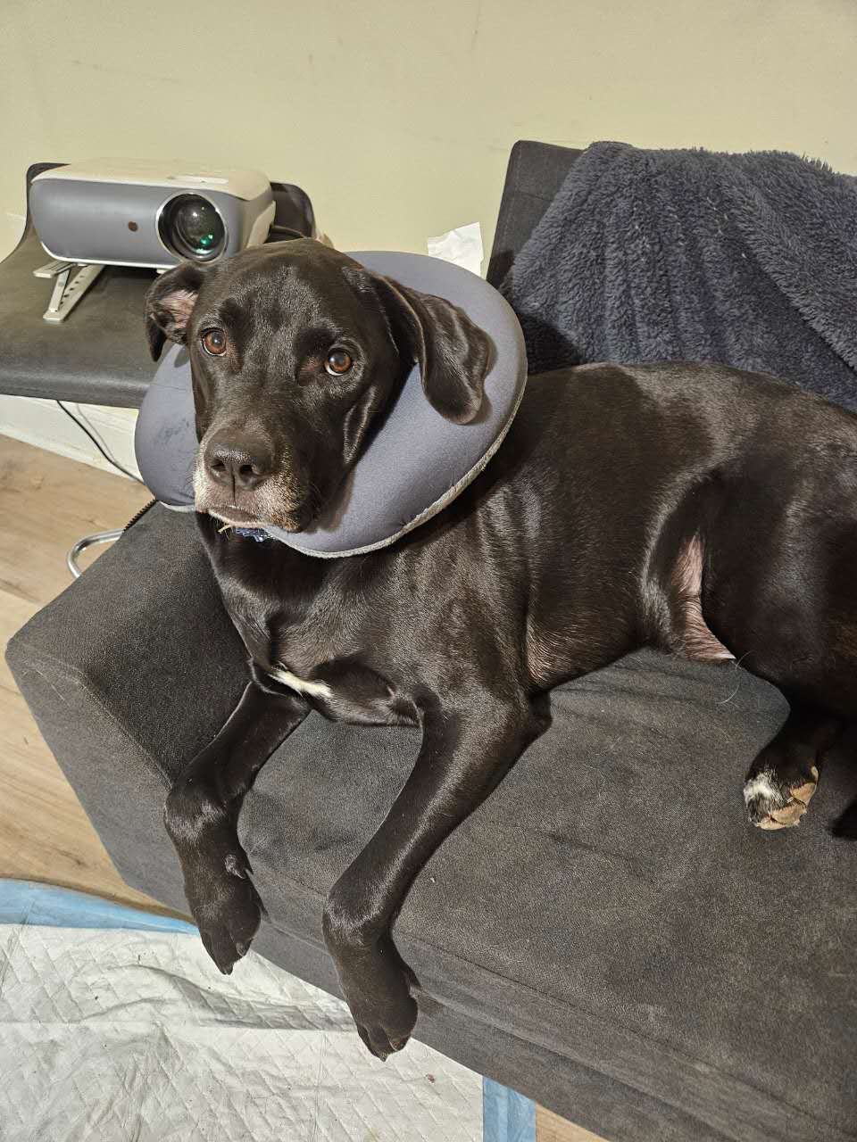 Oreo lying on a couch wearing a grey inflatable recovery collar, looking mildly put out.