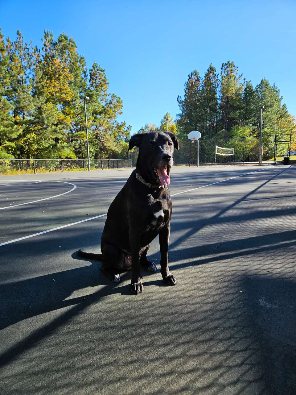 Oreo sitting on an empty outdoor basketball court on a clear autumn day, pine trees behind him.