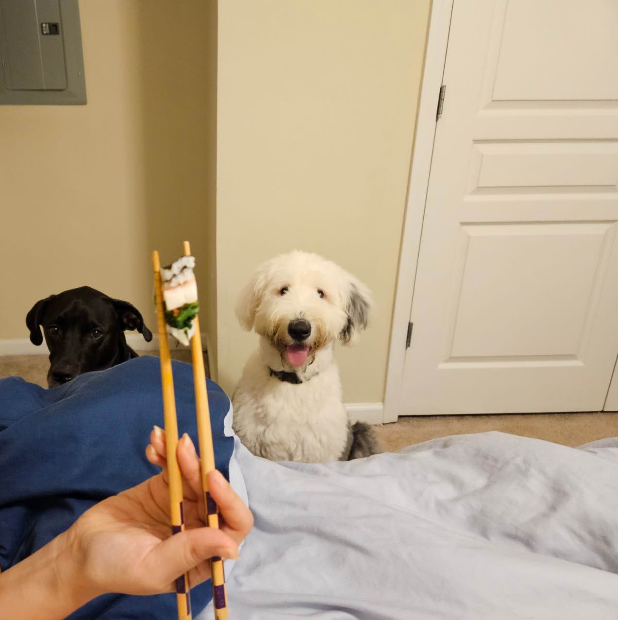 Winter, a white Old English Sheepdog, and Oreo, a black Labrador mix, both staring intently at a piece of sushi held in chopsticks.