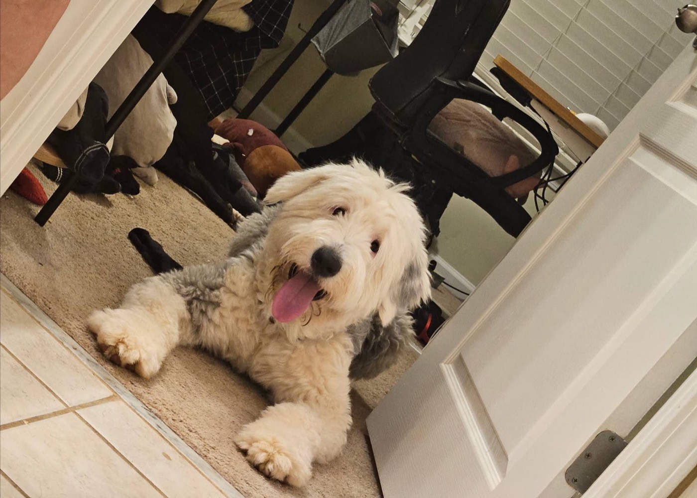 Winter sprawled across a carpet in a doorway, tongue out, looking up at the camera.